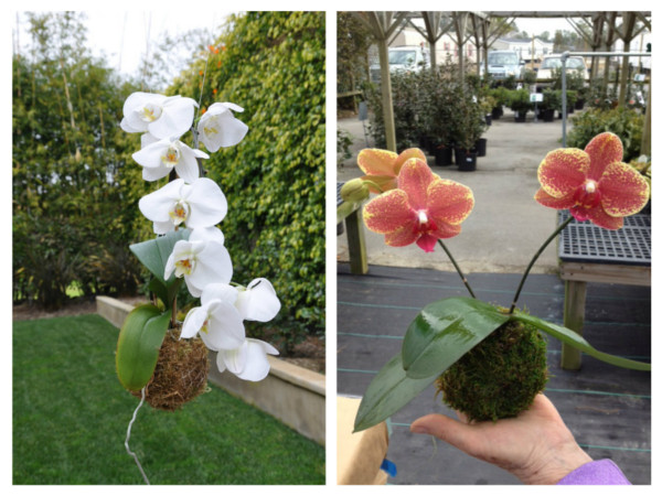 Kokedama or string gardens for orchids