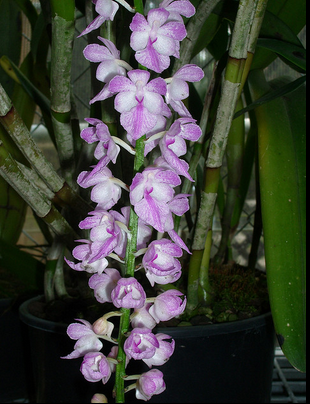 Aerides Orchids Care