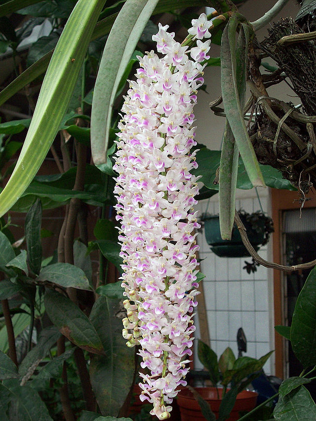 Rhynchostylis retusa (also called Foxtail Orchid)