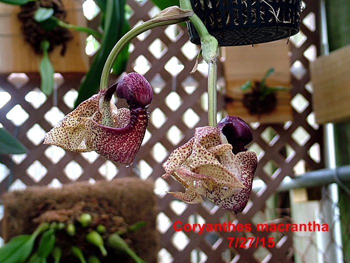 Coryanthes ( Bucket Orchids or Monkey Throat Orchid )