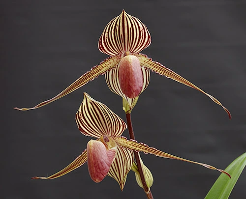 The Most Expensive Orchid in the world