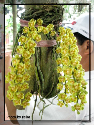 Chiloschista Orchids