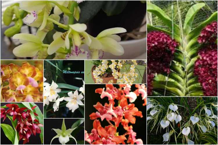 Best Fragrant orchids