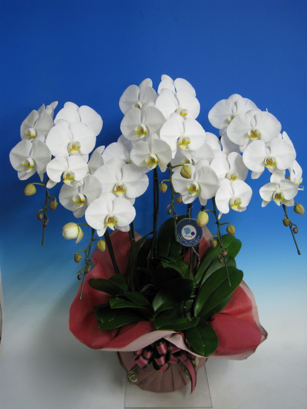 phalaenopsis as gift